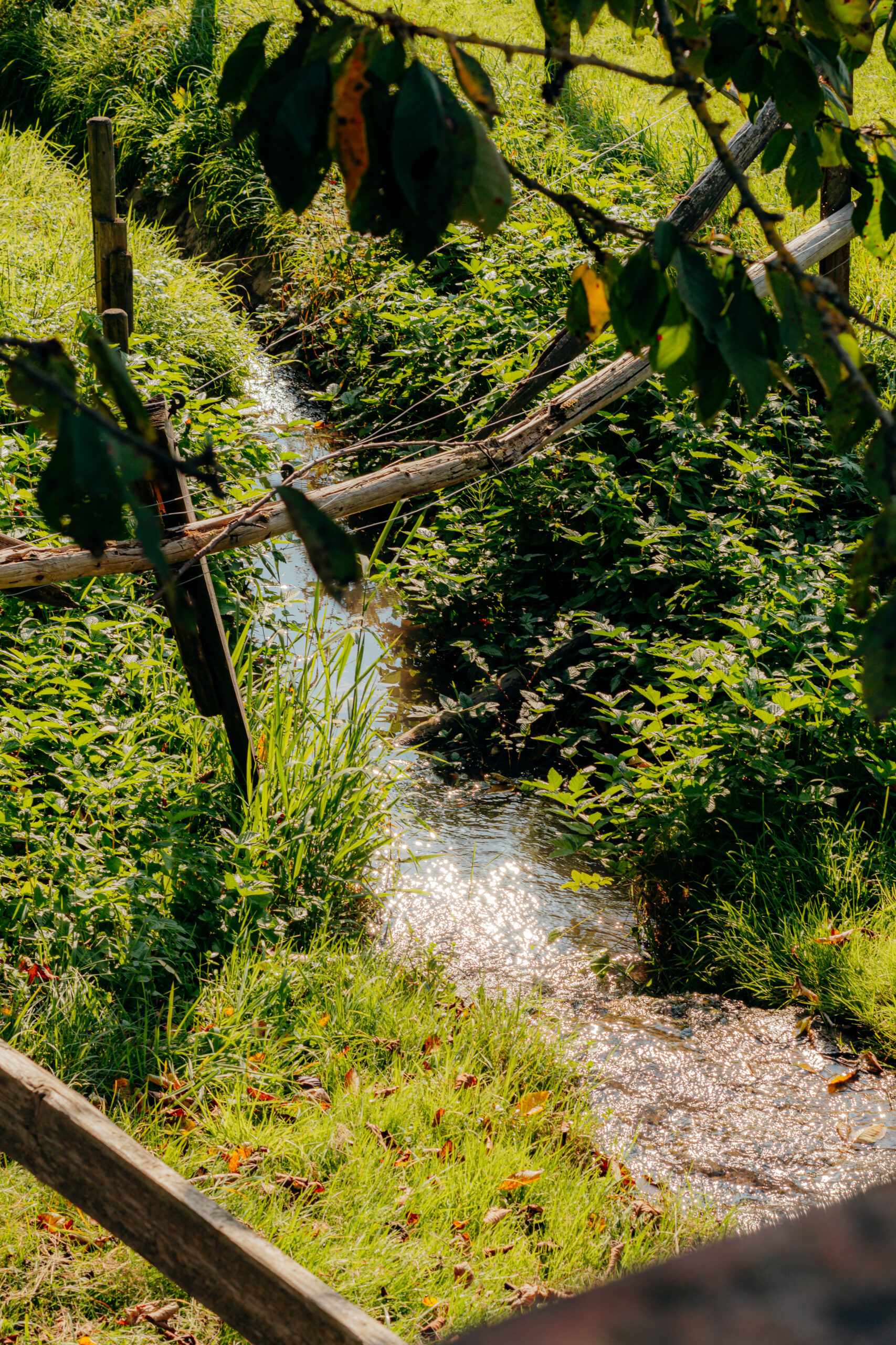 Tiergestützte Therapie