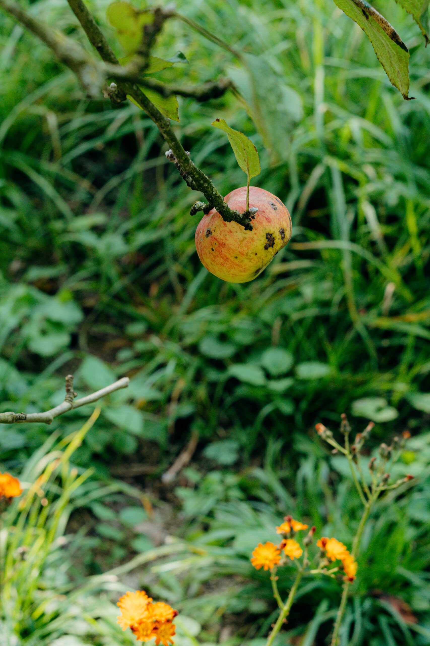 Tiergestützte Therapie