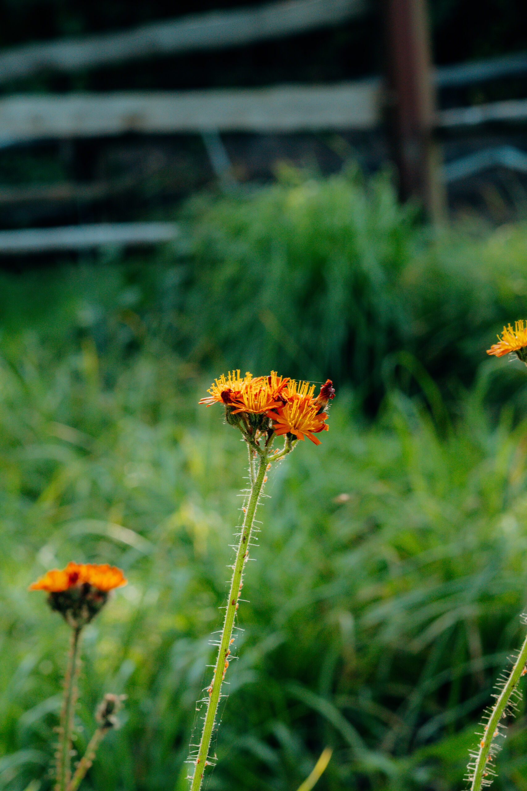 Tiergestützte Therapie